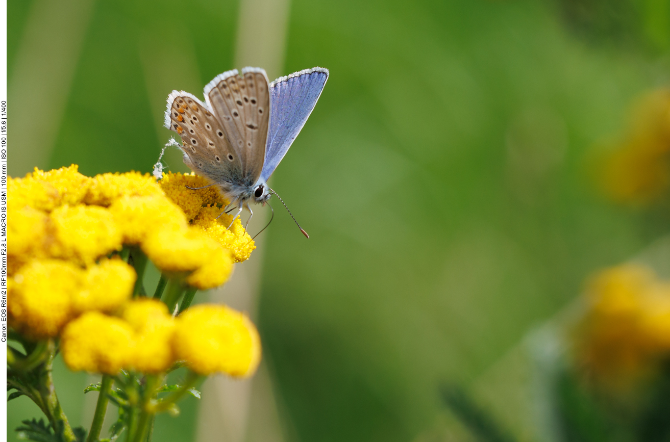 Dunkler Wiesenknopf [Phengaris nausithous ]