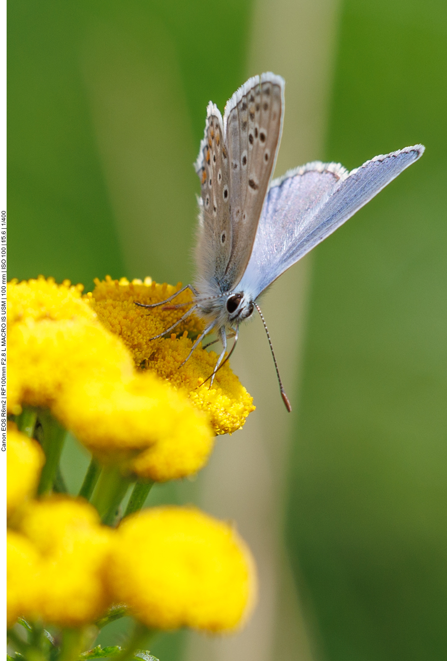 Dunkler Wiesenknopf [Phengaris nausithous ]