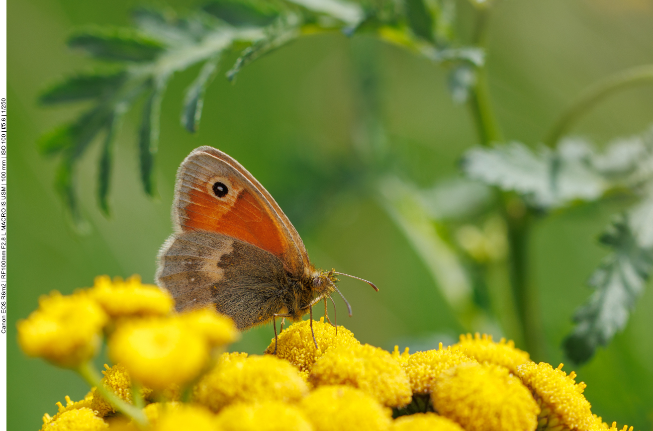 Kleines Wiesenv&ouml;gelchen [Coenonympha pamphilus] 