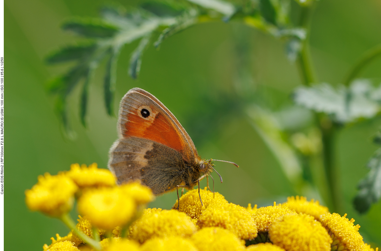 Kleines Wiesenv&ouml;gelchen [Coenonympha pamphilus] 
