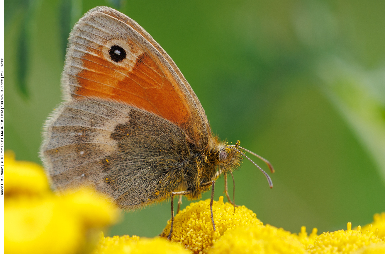 Kleines Wiesenv&ouml;gelchen [Coenonympha pamphilus] 