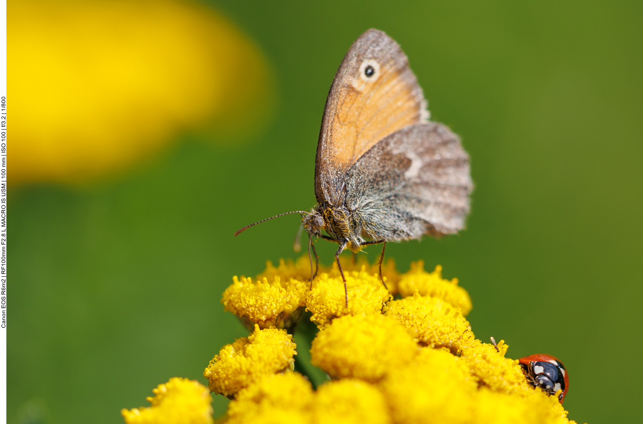 Kleines Wiesenv&ouml;gelchen [Coenonympha pamphilus] 