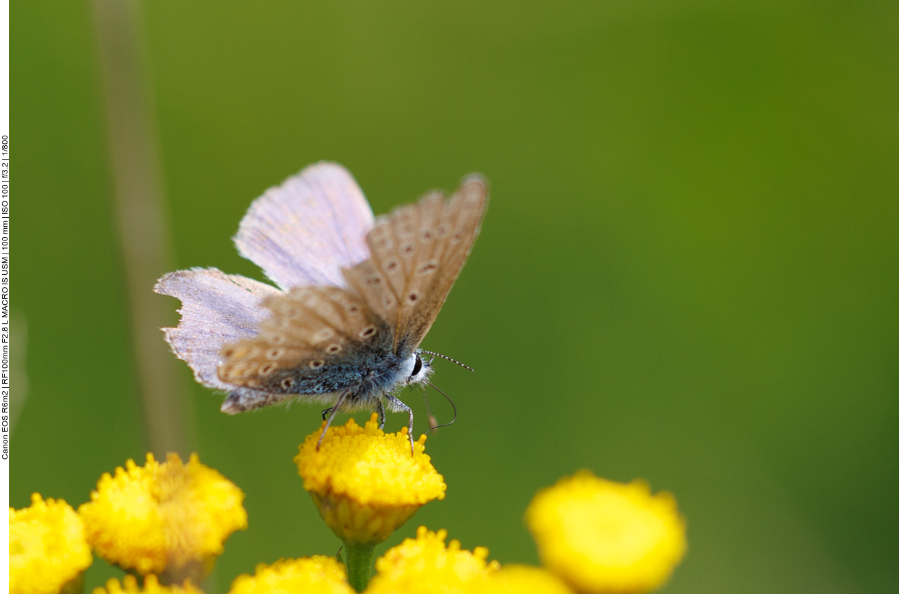 Dunkler Wiesenknopf [Phengaris nausithous ]