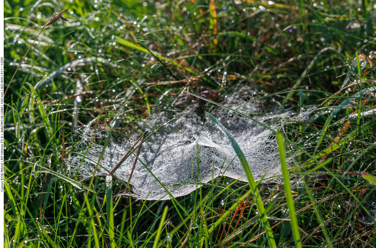 Netz einer Baldachinspinne