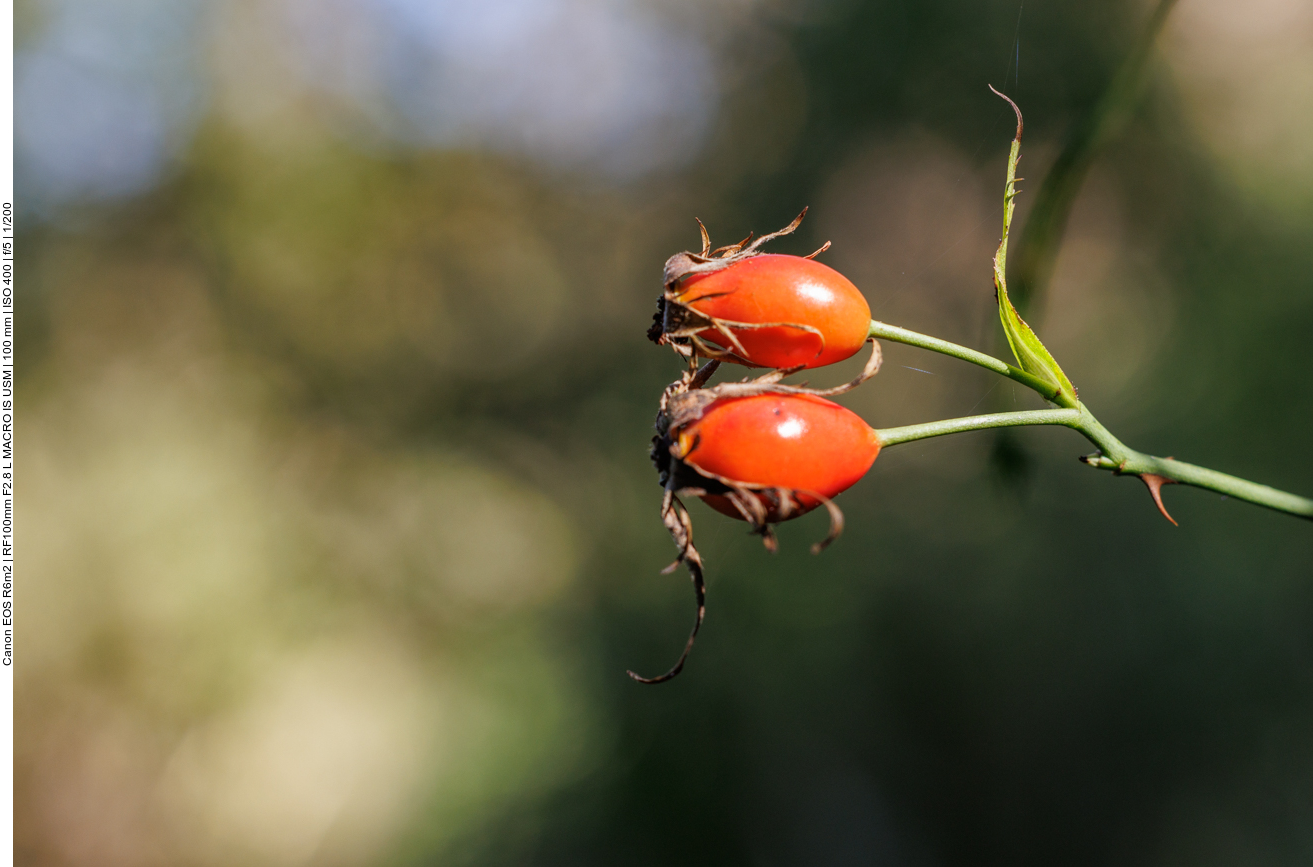 Hagebutten einer Hunds-Rose [Rosa canina] 