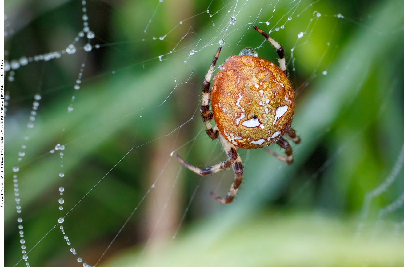 M&auml;nnliche Wespenspinne [Argiope bruennichi]