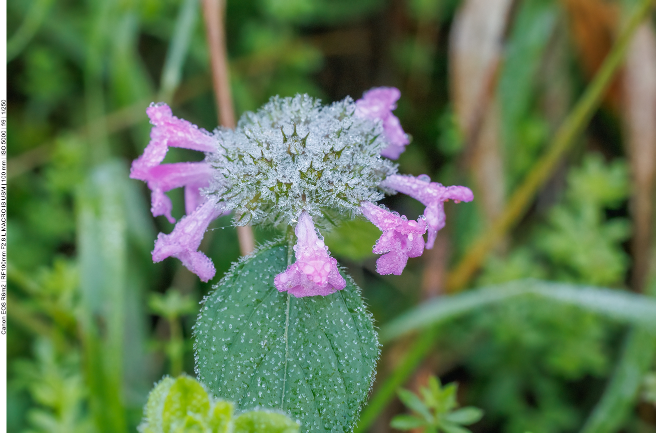 Gew&ouml;hnlicher Wirbeldost [Clinopodium vulgare] 