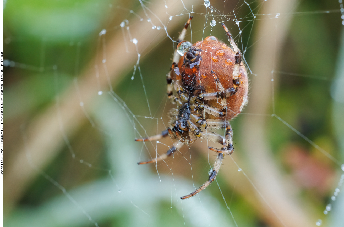 M&auml;nnliche Wespenspinne [Argiope bruennichi]