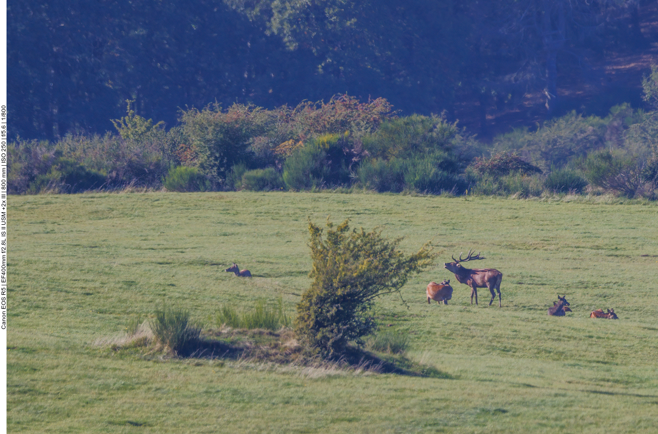 Rothirsch beim R&ouml;hren 