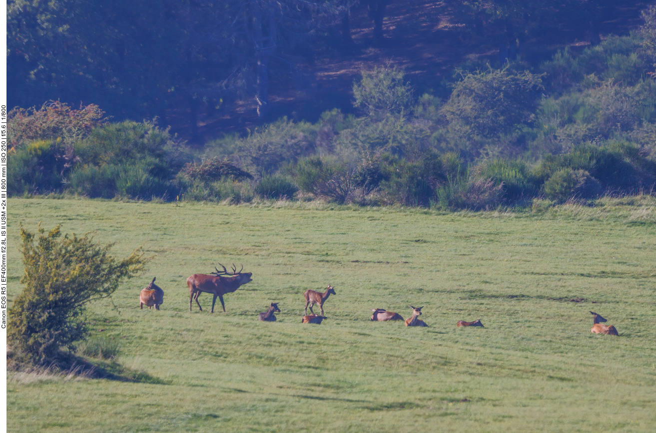 Er h&auml;lt sein Rudel zusammen 