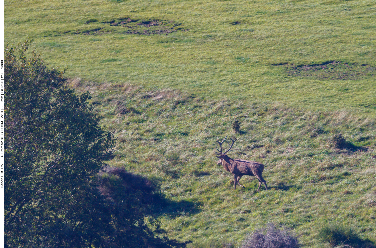 Ein weiterer Rothirsch betritt die B&uuml;hne 