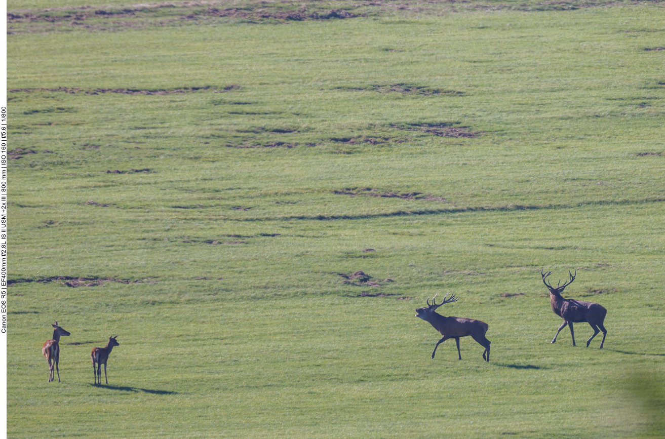 Wem gehören die Hirschkühe nun?
