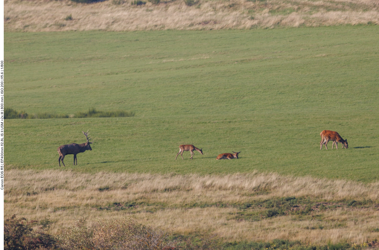 Nun treibt er sein Rudel zusammen ...