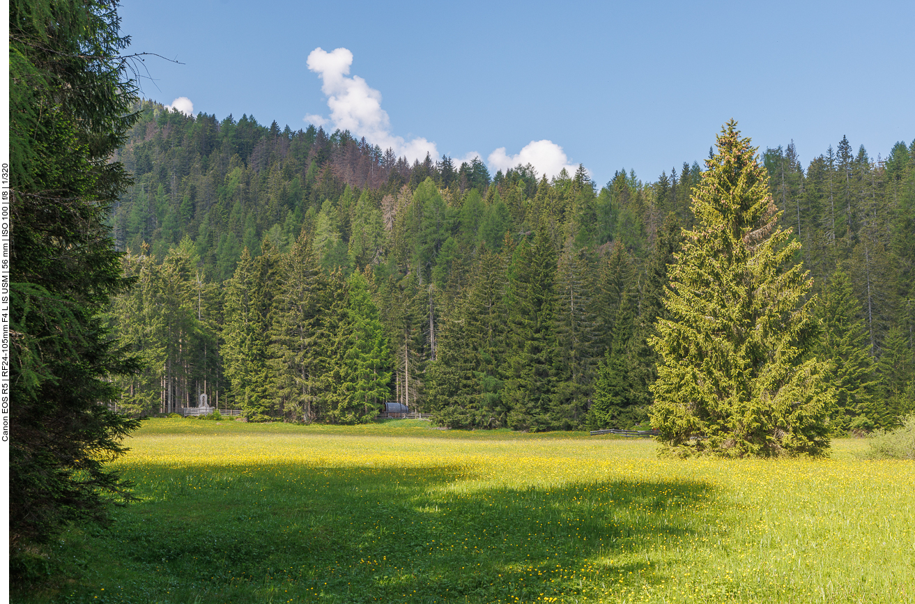 Lichtung im Wald 