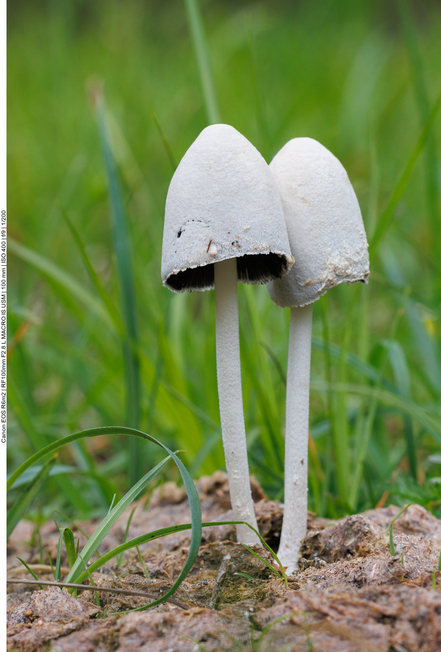 Pilze auf Kuhdung 