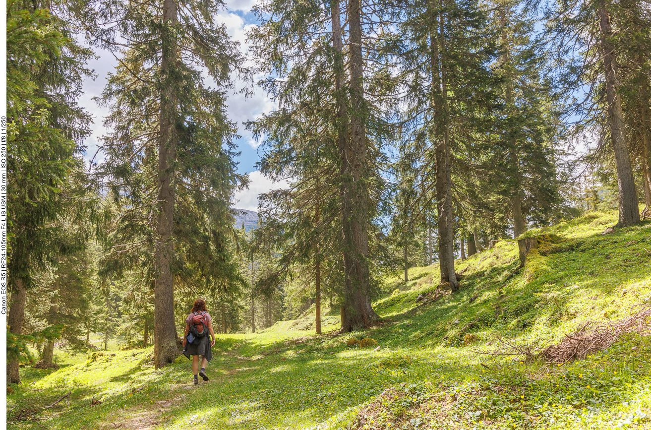 Schmaler Waldweg