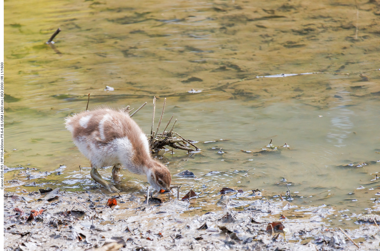 Nilgans-Kücken
