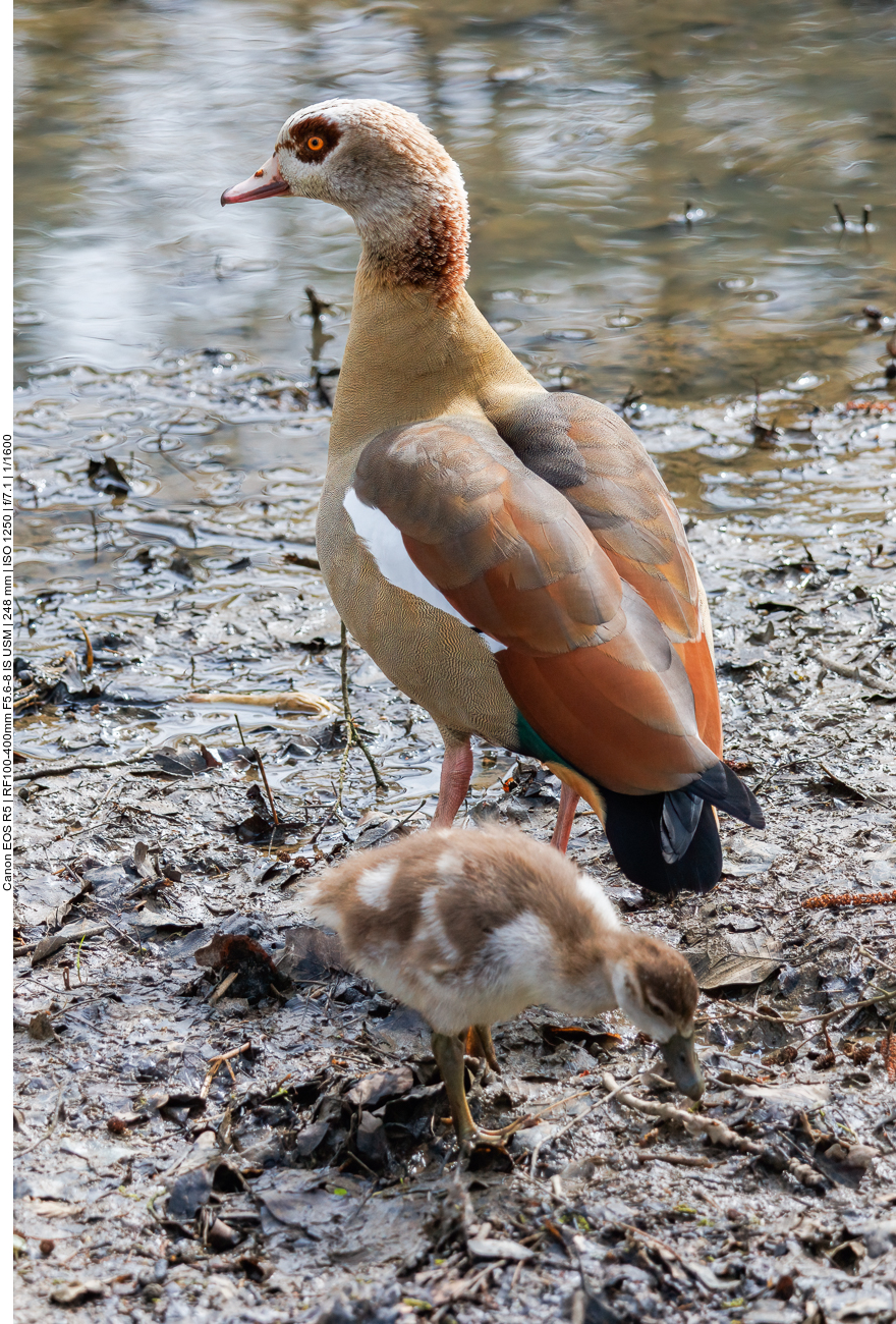 Nilgans mit Kücken
