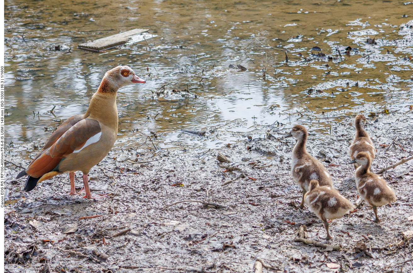 Nilgans mit Kücken