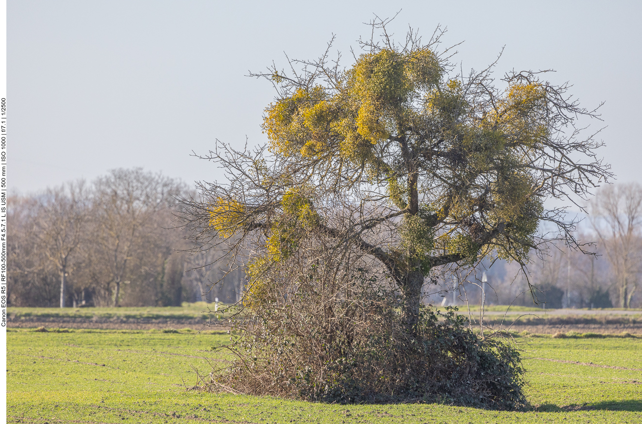 Baum voller Misteln 