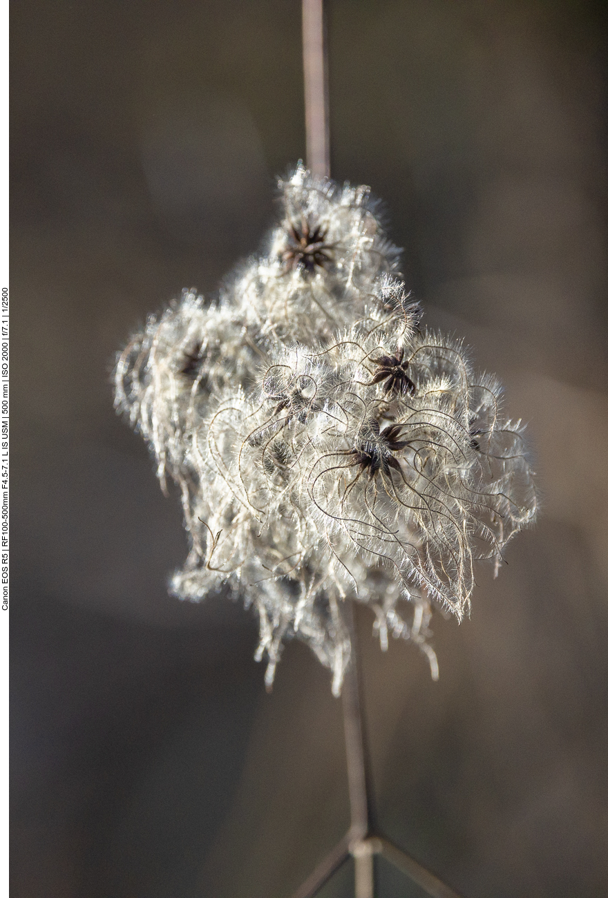 Gewöhnliche Waldrebe [Clematis vitalba]