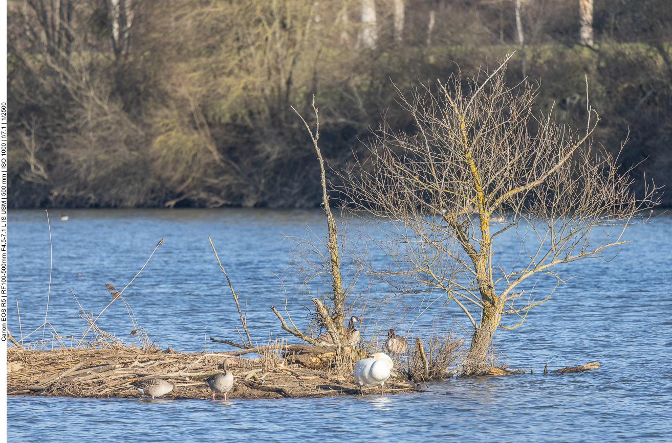 Graugänse, Höckerschwan und Kanadagänse 