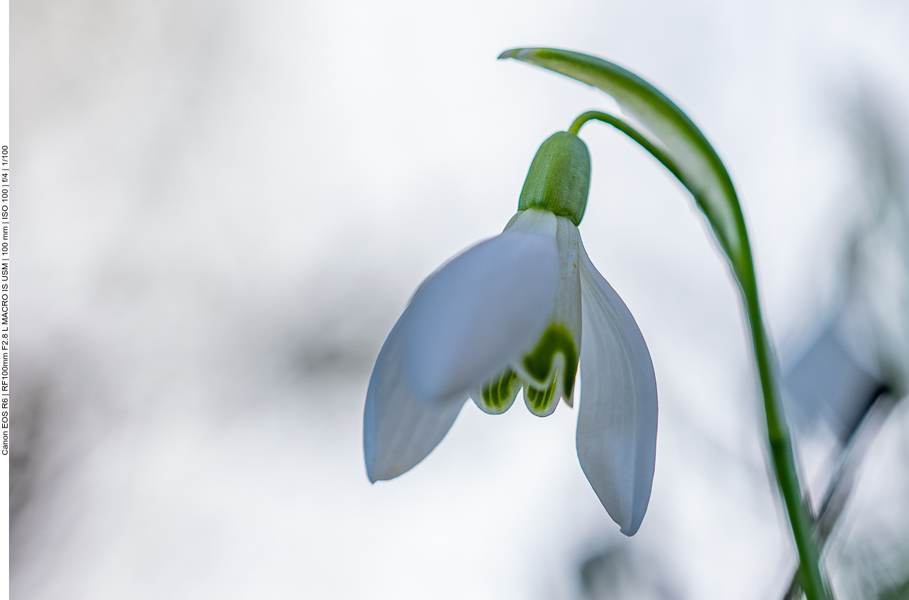Großblütiges Schneeglöckchen [Galanthus elwesii] 