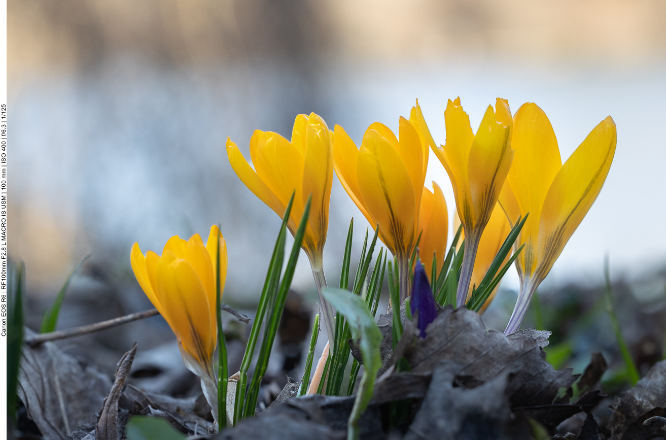 Gold-Krokus [Crocus flavus]