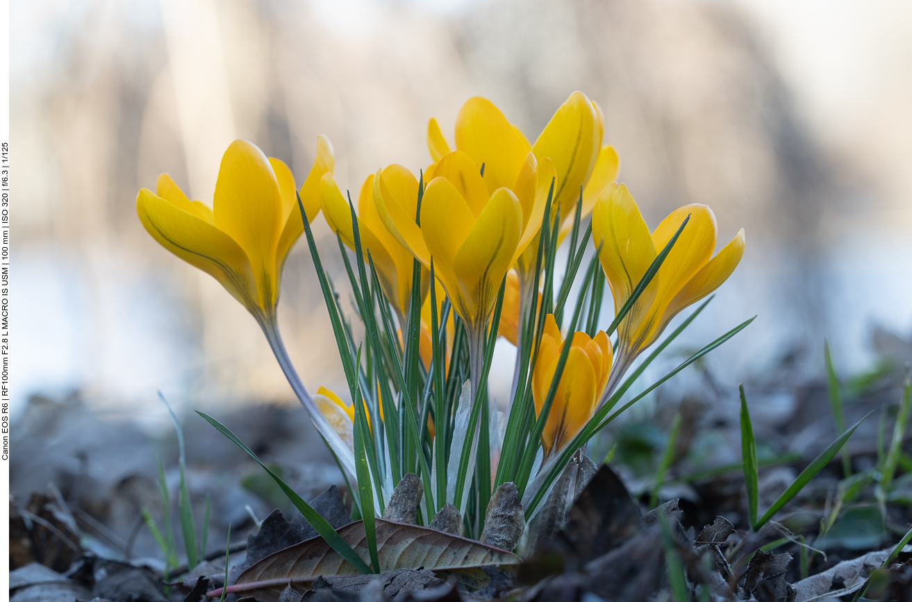 Gold-Krokus [Crocus flavus]
