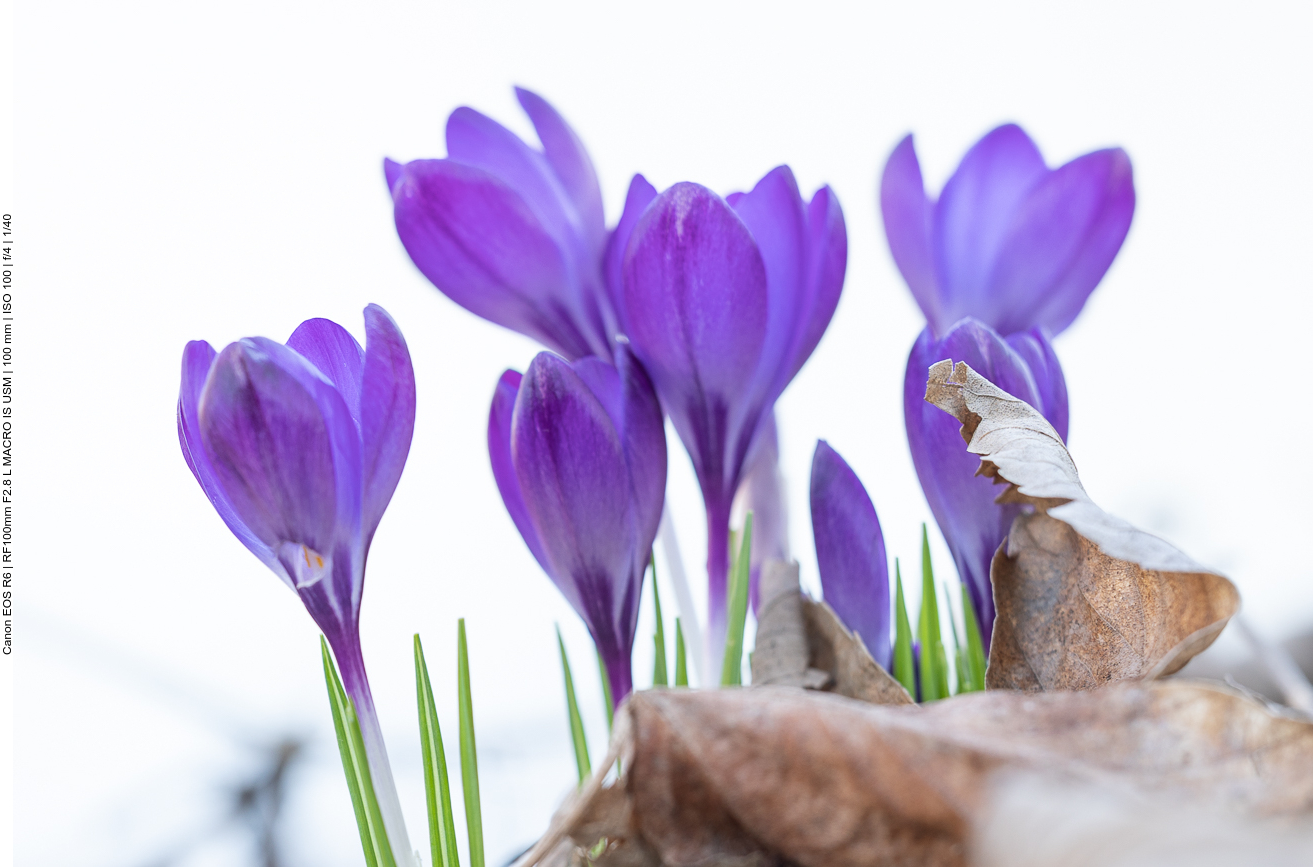 Frühlings-Krokus [Crocus vernus ]