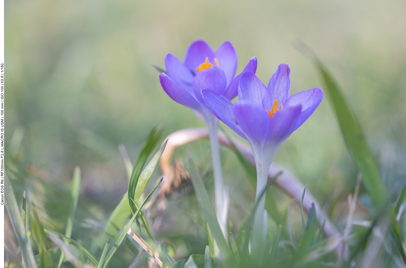 Frühlings-Krokus [Crocus vernus ]