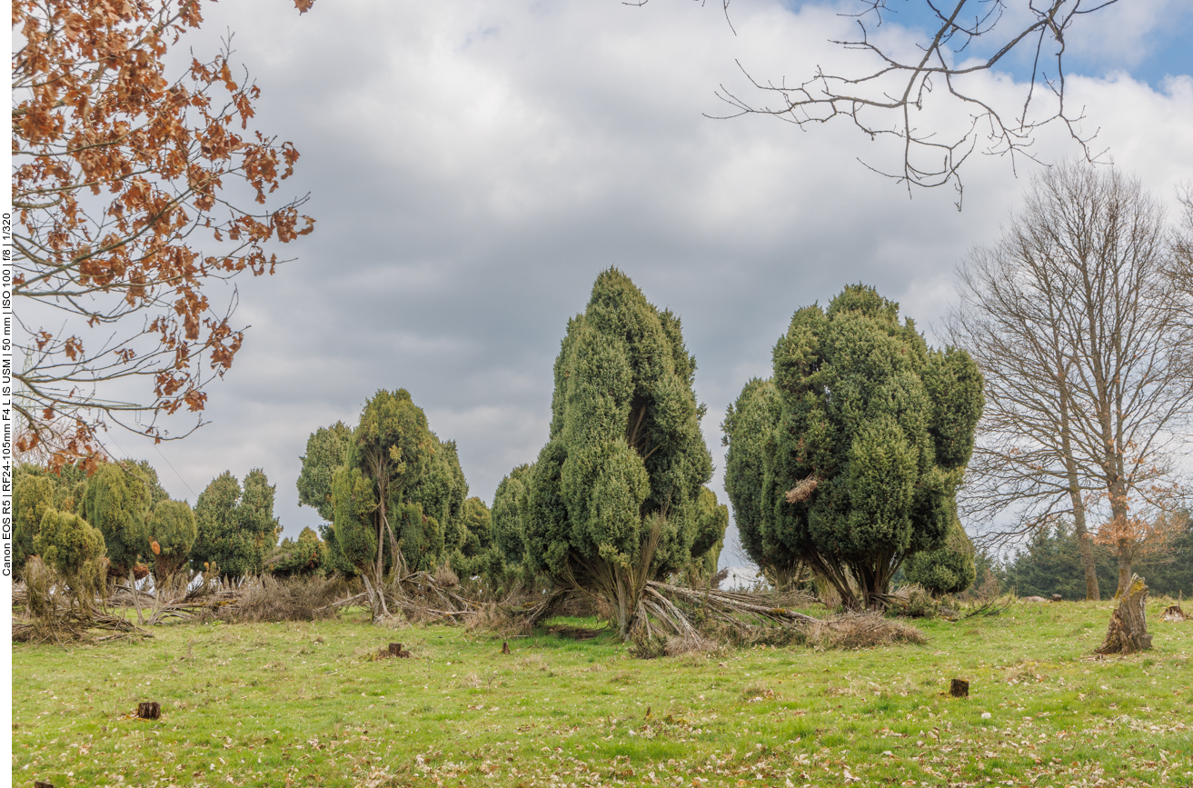 Wacholderheide