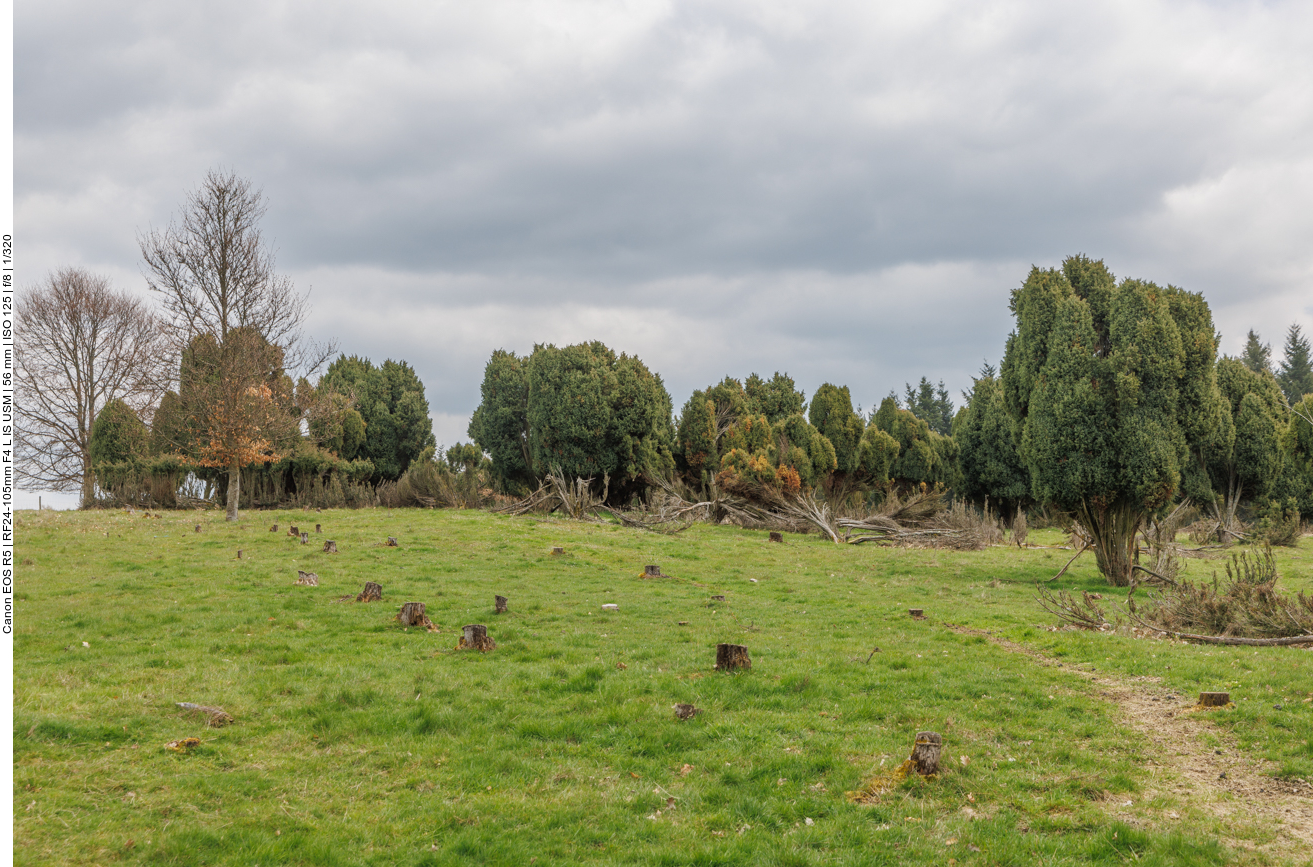 Wacholderheide