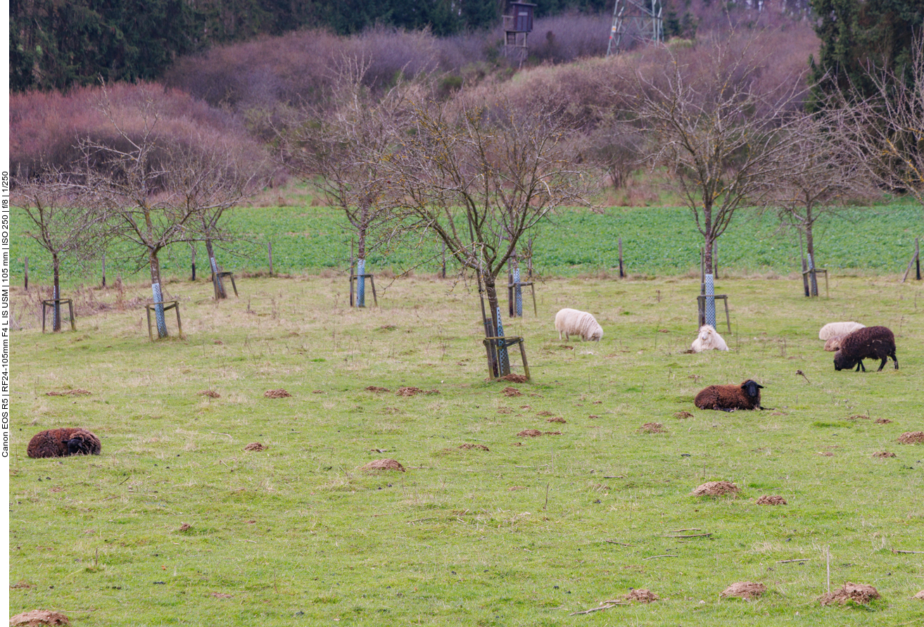 Skuddenweide