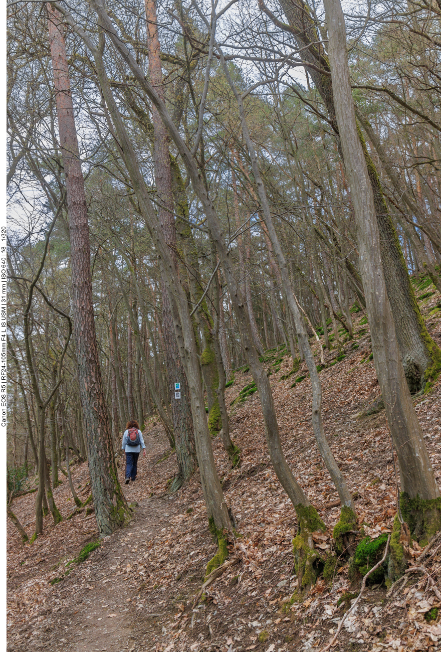 Waldpfad