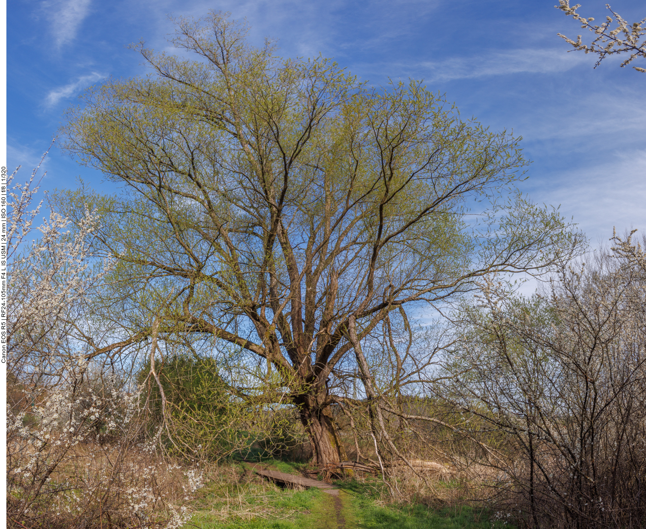 Schöner Baum 