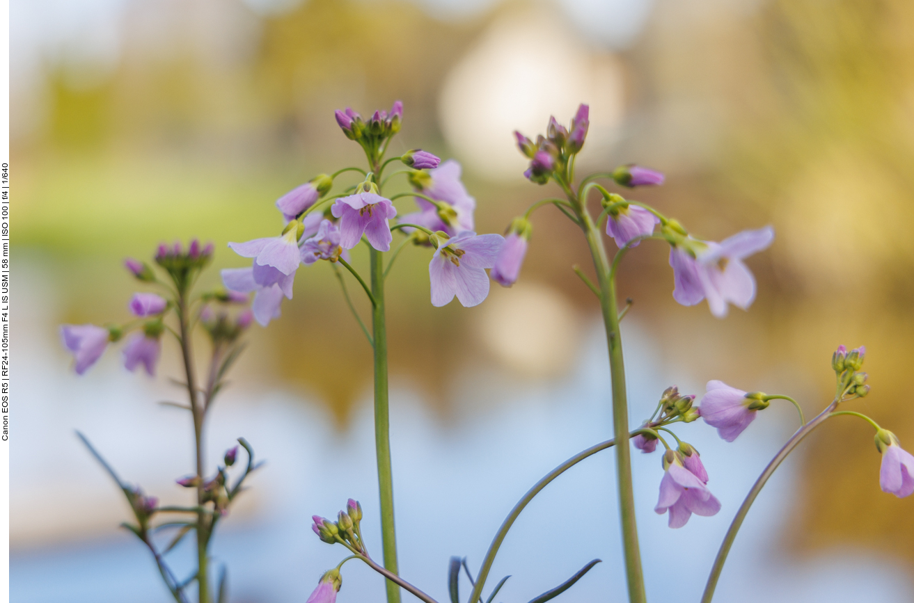 Wiesen-Schaumkraut [Cardamine pratensis]