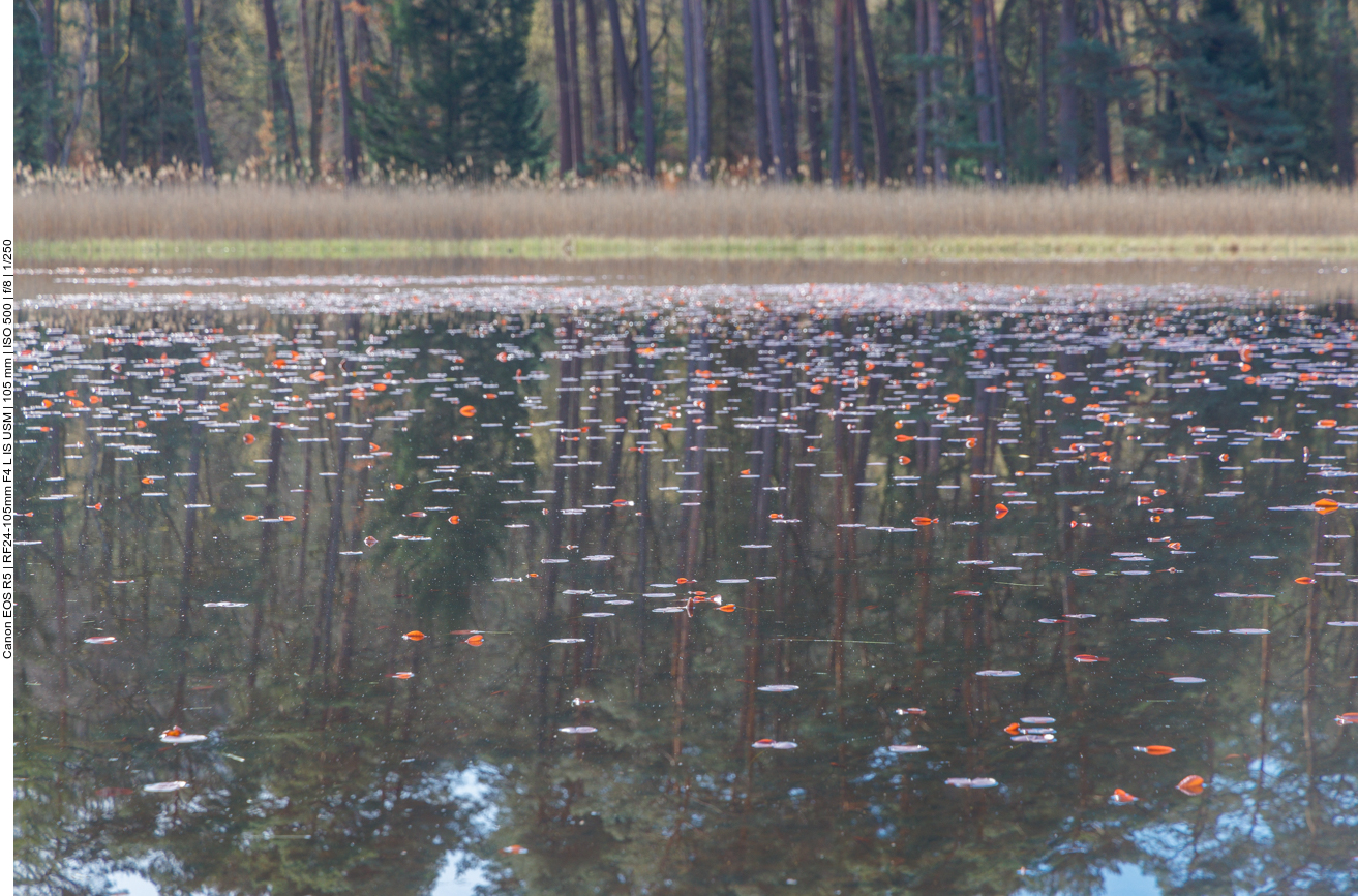 Seerosen, noch ohne die Blüten 