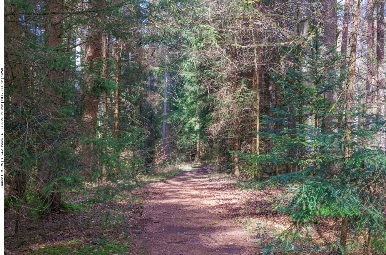 Finsterer Wald 