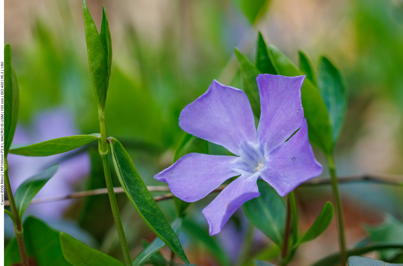 Kleines Immergrün [Vinca minor]
