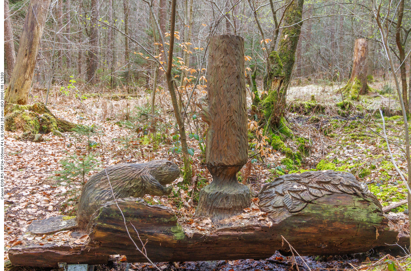 Biber haben wir nur aus Holz gesehen :-( 