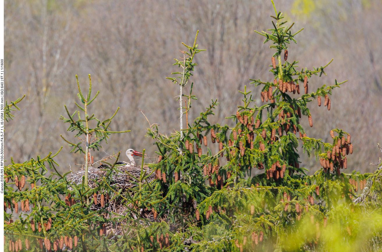 Storch im Nadelbaum 