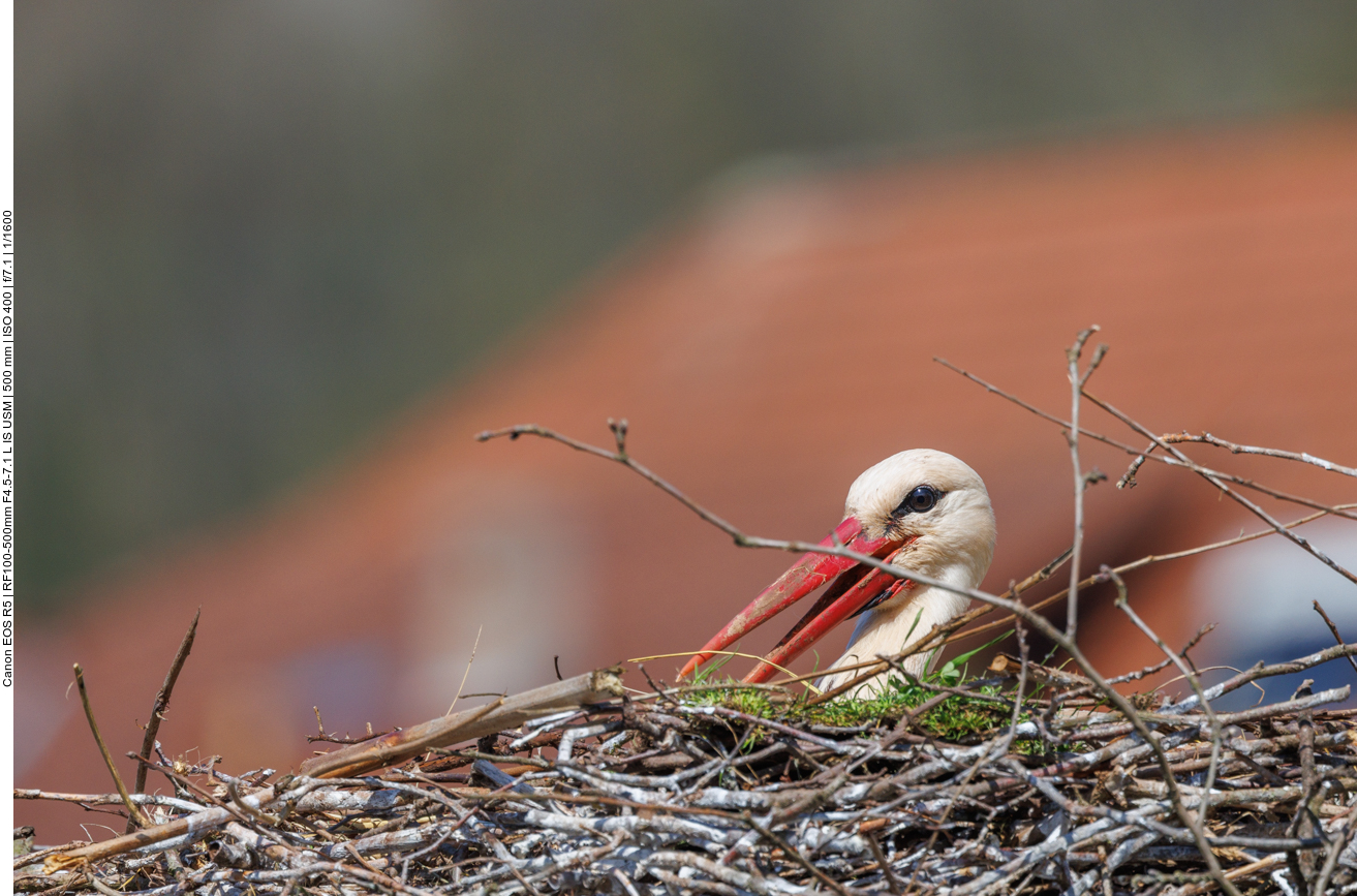 Bei 18°C muss der Storch schon hecheln 