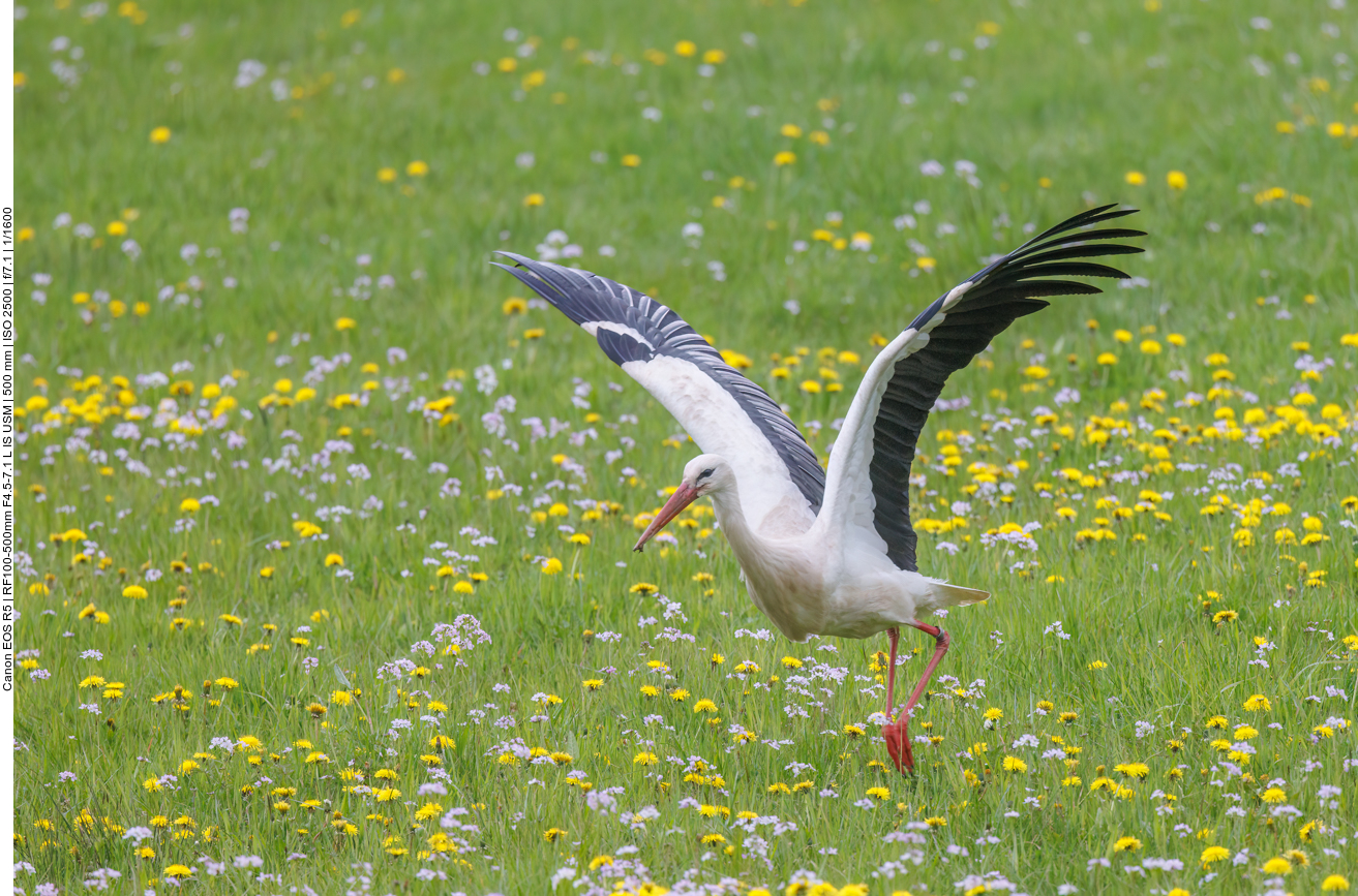 Start auf der Wiese 