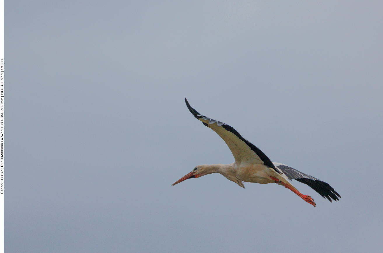 Flug zum Nest 
