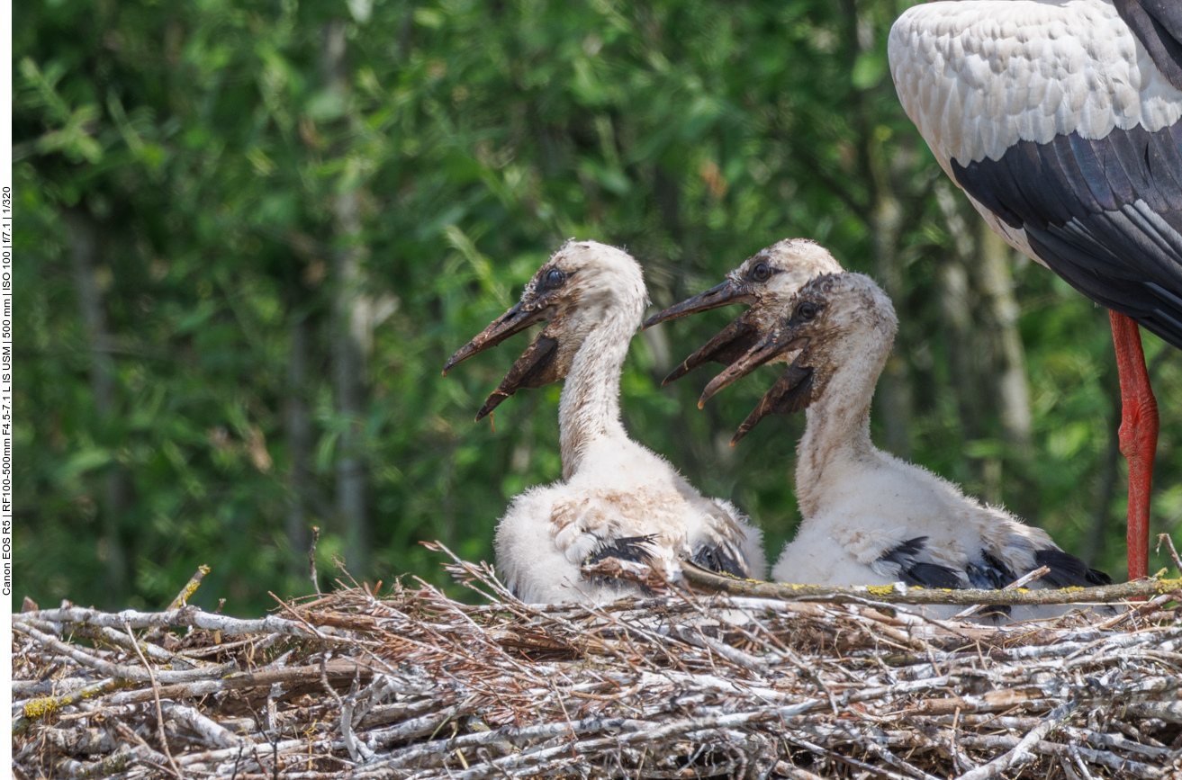 ... hecheln die Vögel, um sich abzukühlen 