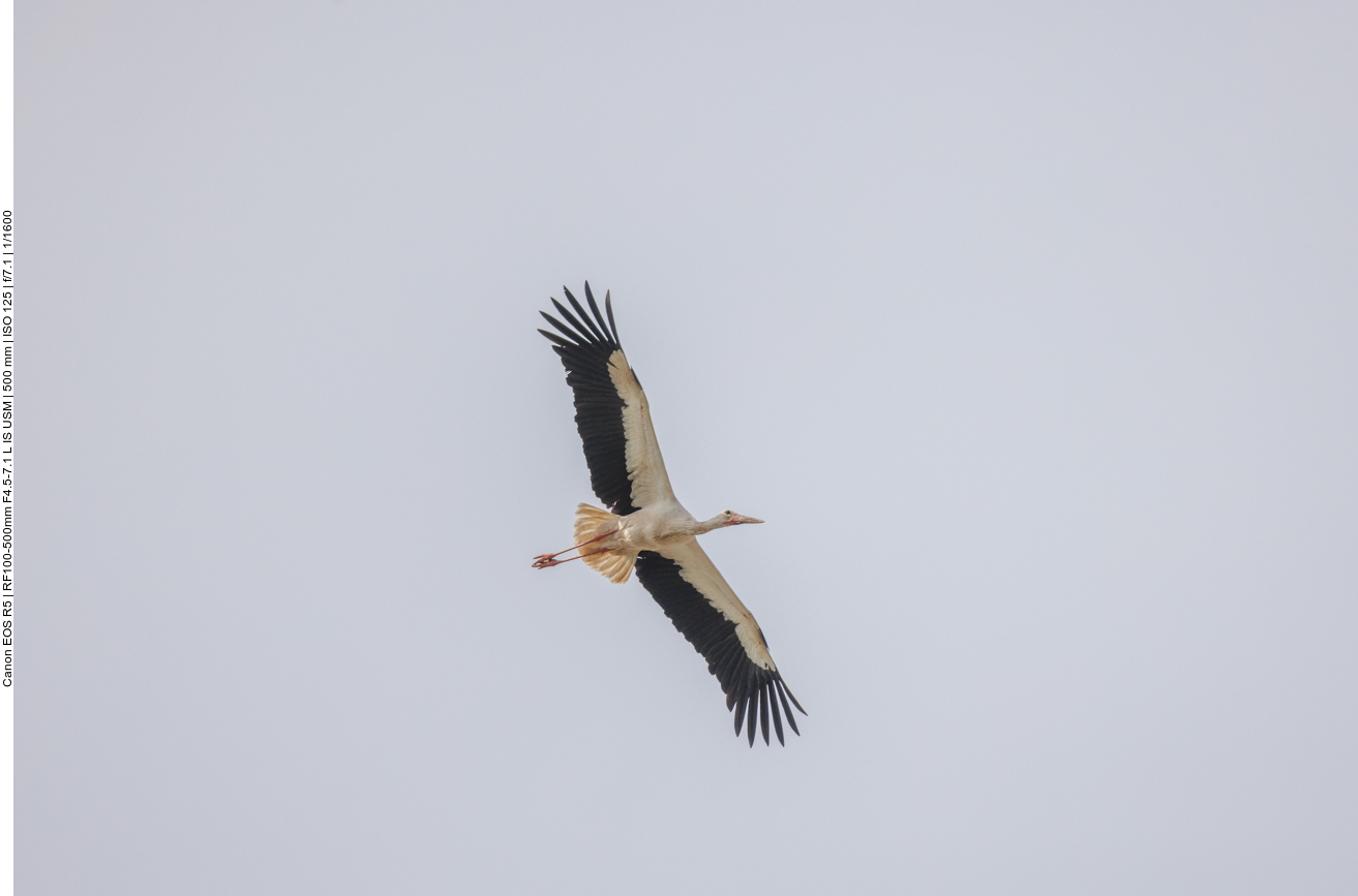 Überflieger zwei