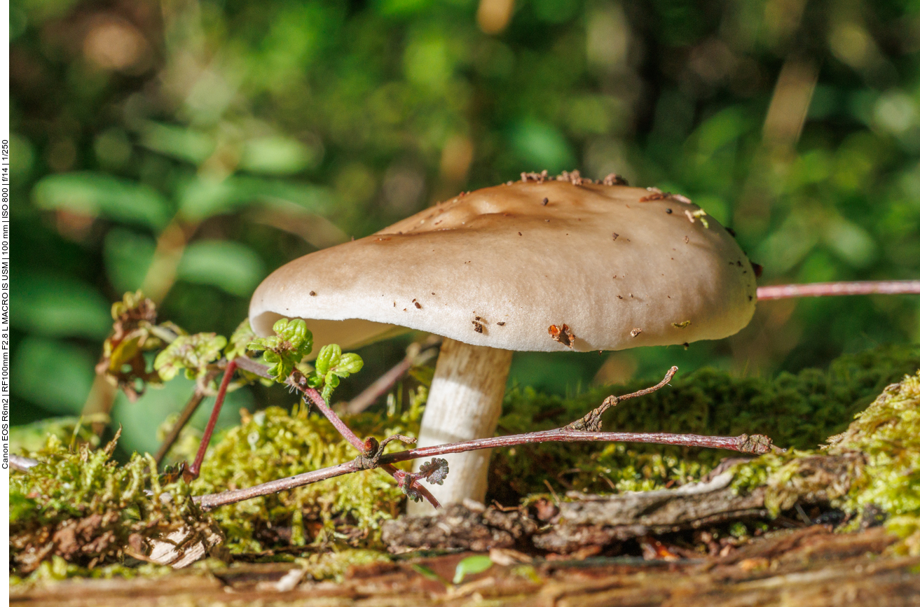 Ist den schon Herbst? 