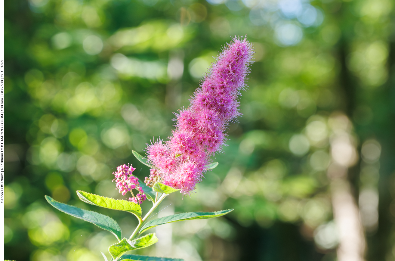 Douglas-Spierstrauch [Spiraea douglasii] 