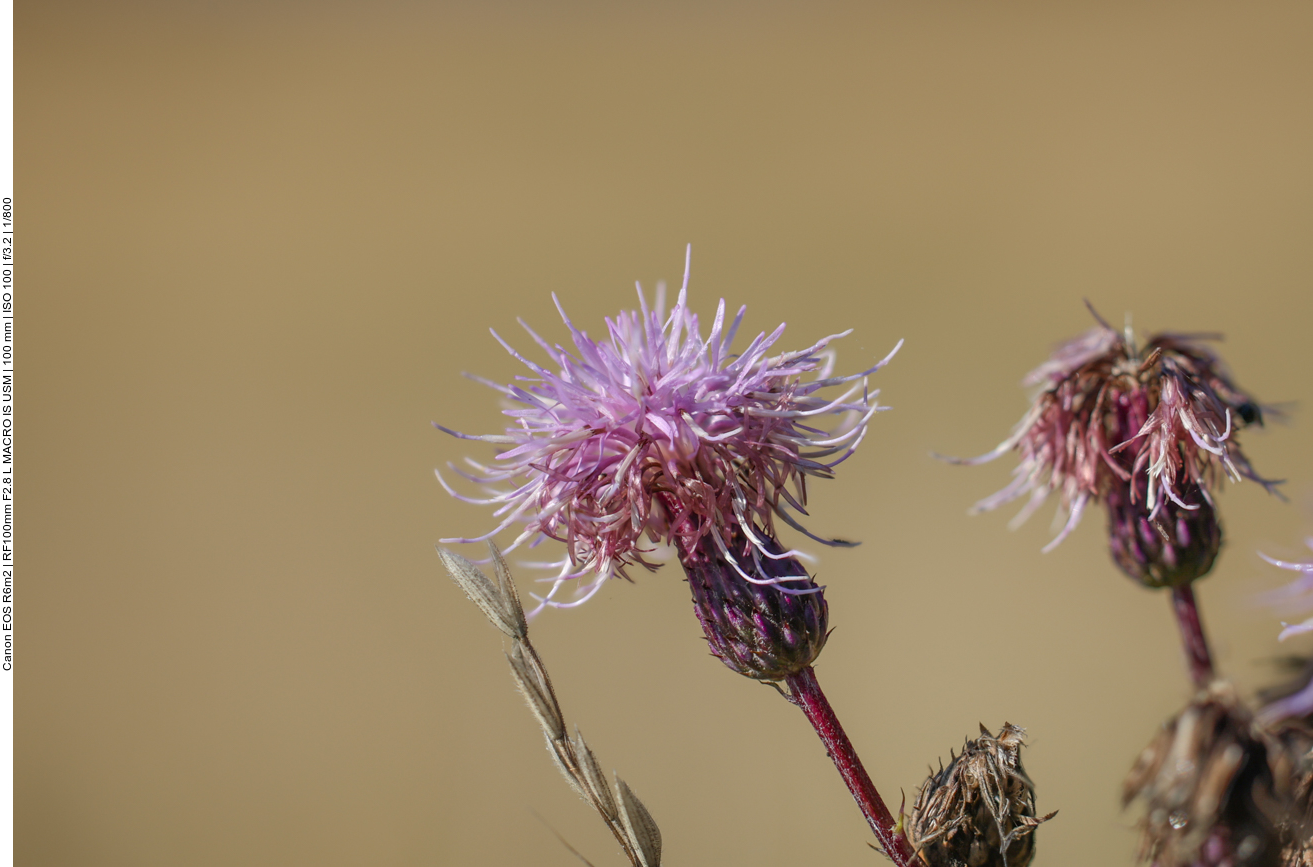 Ackerdistel [Cirsium arvense] 
